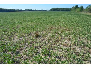 Property photo 52 - 108 +/- Acres Offered in 2 Tracts - Land Auction
